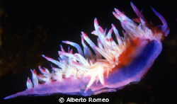 Flabellina affinis by Alberto Romeo 